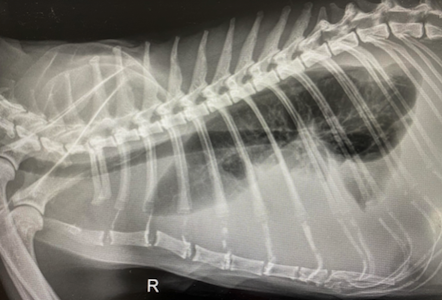 діагностика фіп етапи