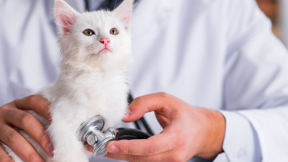 діагностика фіп