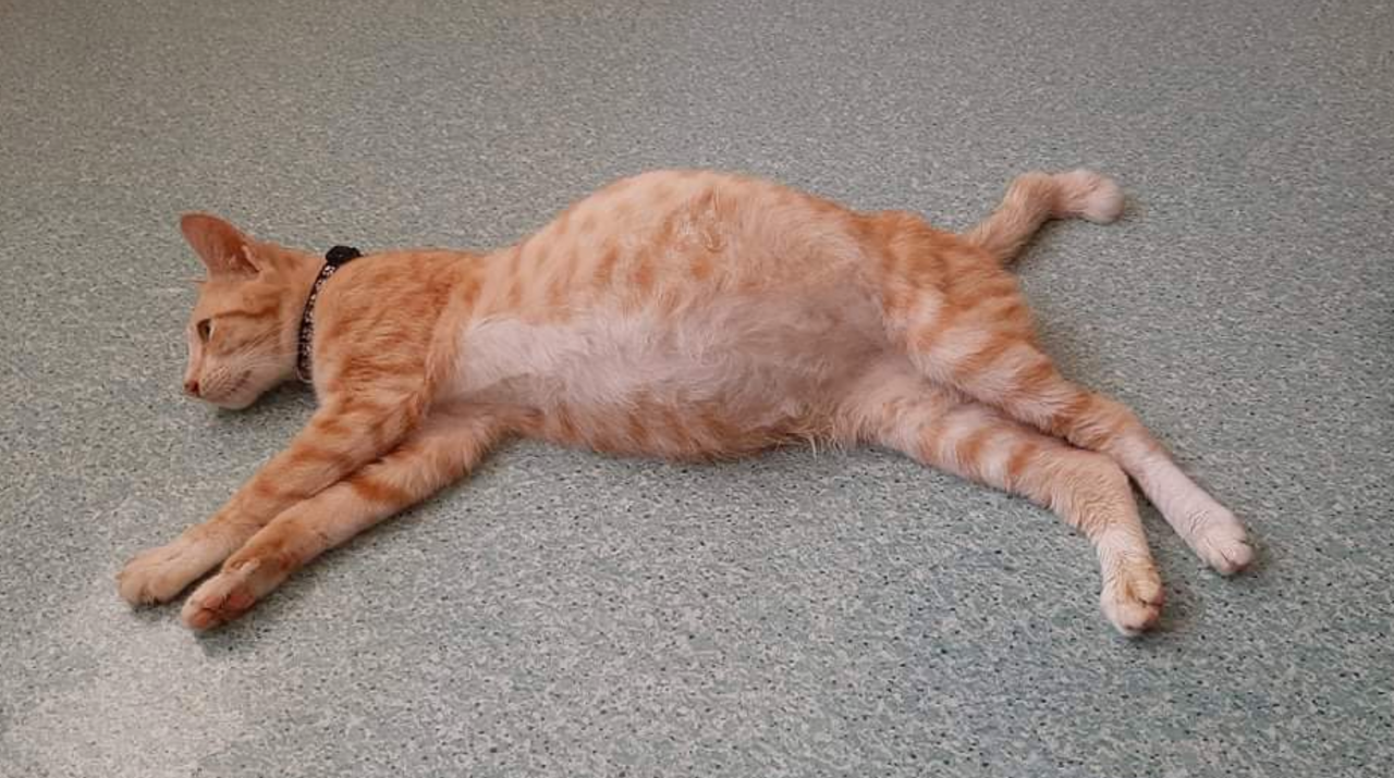 кіт з черевною випітною формою фіп