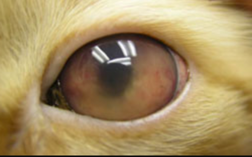 око кота з увеїтом